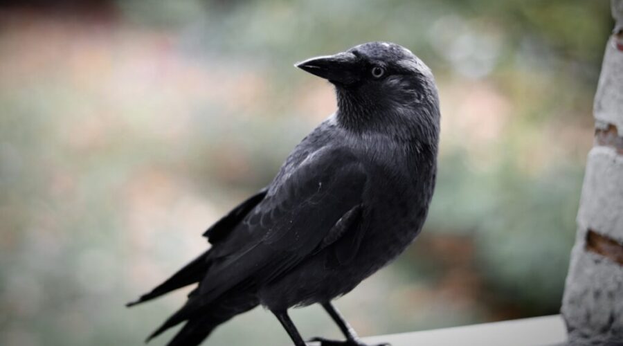 Otto…and a crow named Russell.