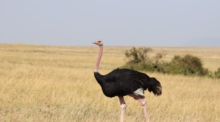No, you can’t have a BEAR as a pet, or an OSTRICH…