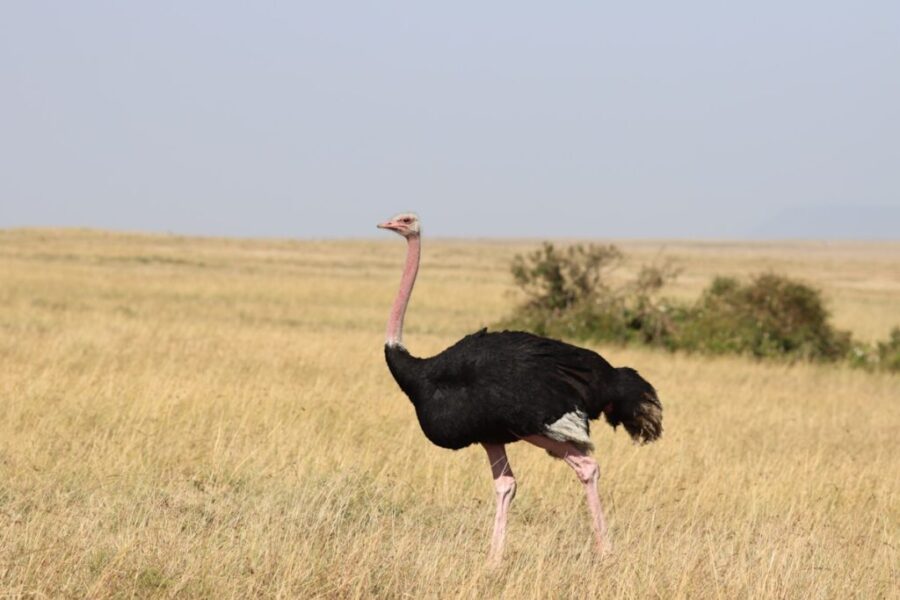 No, you can’t have a BEAR as a pet, or an OSTRICH…