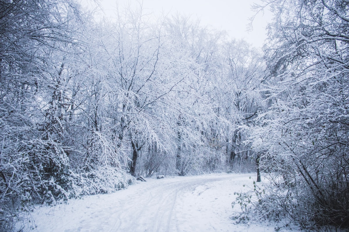 snow covered road between trees