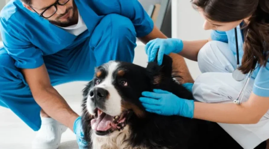 Long Lake #58 First Nation hosting veterinary clinic