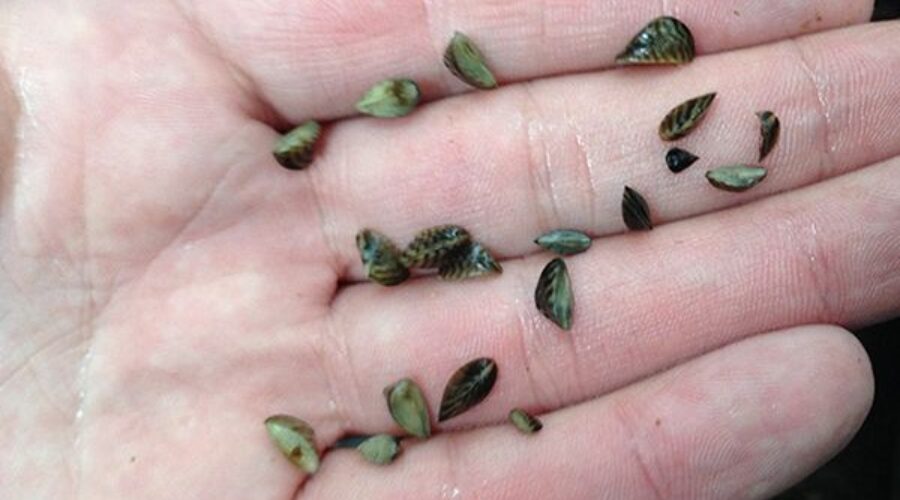 Province funds efforts to tackle invasive species